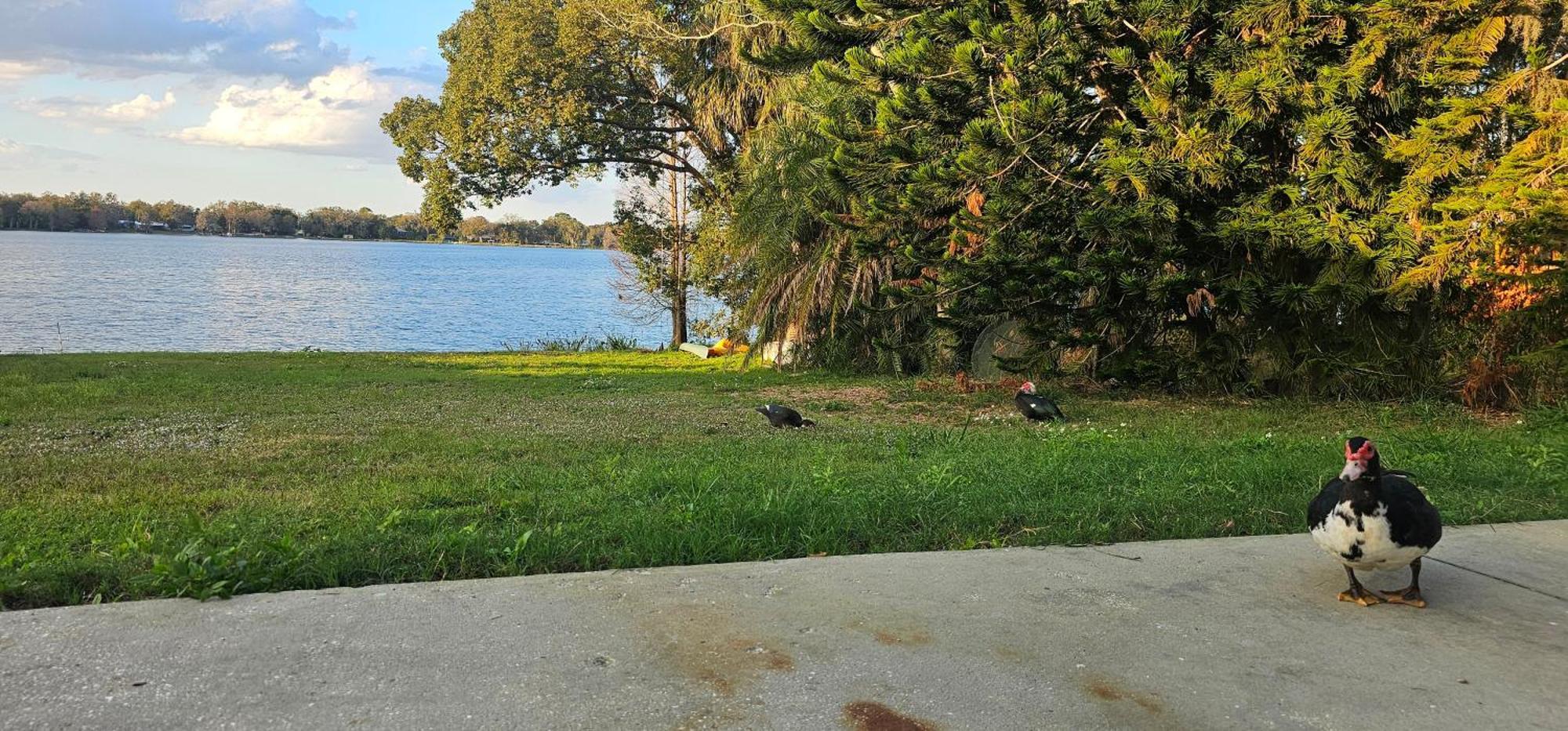 Lakeside Lofts At Lake Martha Winter Haven Dış mekan fotoğraf